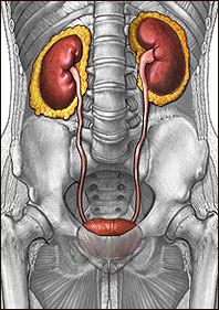Urinary System Illustration